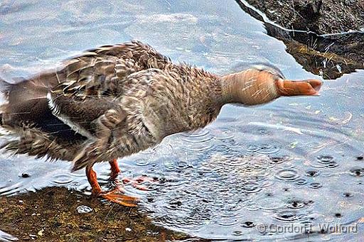 Duck Shaking Water Off Like A Dog_P1140177.jpg - Female Mallard Duck (Anas platyrhynchos) photographed along the Rideau Canal Waterway at Smiths Falls, Ontario, Canada.